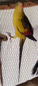 Papagáj  horský  -  chovný pár - 5