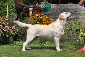 Labrador retriever šteniatka - 5