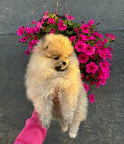 Pomeranian, špic, trpasličí špic, oranžový špic - 5