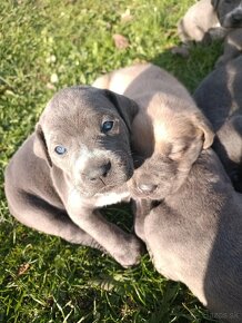 Cane Corso - 5