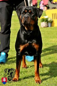 Rottweiler šteniatka, rtw, rotwajler, rotty, rotvajler, rot - 5