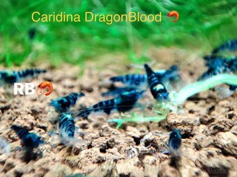 PREMIUM AKVA KREVETKY Caridina a Neocaridina - Odchovy - 5