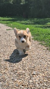 Welsh corgi penbroke - 5