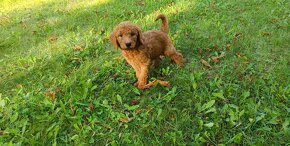 Goldendoodle - 5