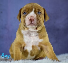 American bully Xl - 5