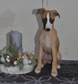 Whippet, vipet s PP fenka - 5