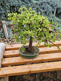 Sukulentný bonsaj - Portulacaria s bonsaj miskou - 5