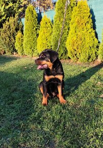 Šteniatko Rottweilera s PP - 5