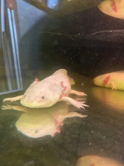 Axolotl mexicky - 5