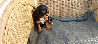 cavalier king charles spaniel - 5