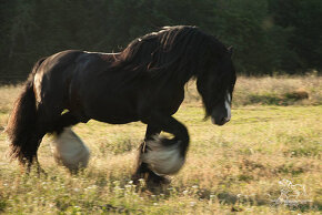 Tradičný Irish cob - 5