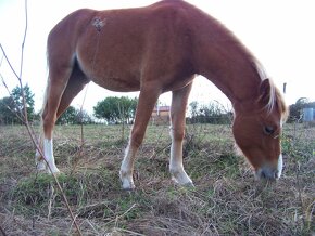 Welsh Pony A/SŠP - 5