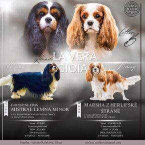 Cavalier King Charles Spaniel - 5