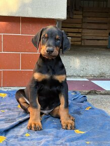 Šteniatka Doberman - 5