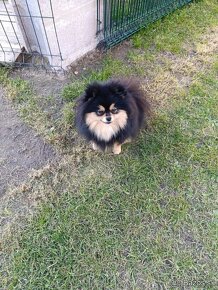 Pomeranian fenka - 5