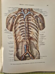 Atlas anatomie člověka II. a III. diel R.D.Sinělnikov - 5