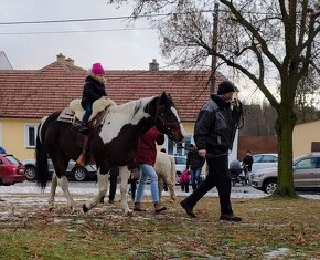 Připouštěni kvalitní plemeníci PAINT HORSE-HOMOZYGOT - 5