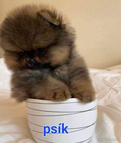 Pomeranian mini - 5