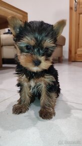 Predám šteniatka Yorkshire terrier - 5