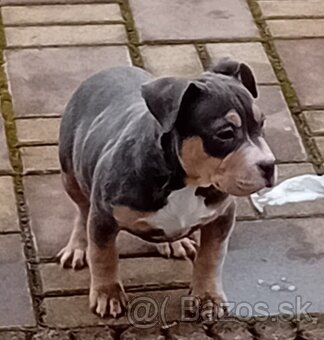 American bully - 5