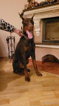 DOBERMAN S FCI P.P - 5