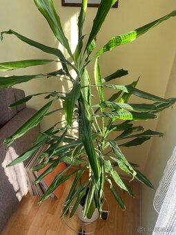 Dracena - 5