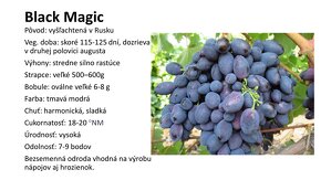 Predám sadenice viniča - rezistentné odrody - 5