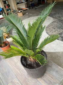 Cycas Revoluta - 5