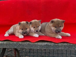 Shiba inu - 5