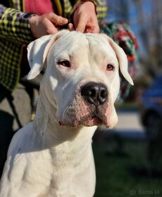 Argentínska doga - mladý hafan s PP (dogo argentino) - 5