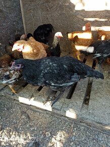 Predám kohúta Australorp - 5