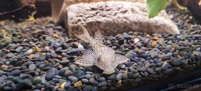 Aphanotorulus emarginatus pleco L011 - 5