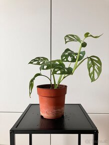 Monstera adansonii - 5