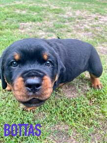 Rottweiler - šteniatka s preukazom pôvodu - 5