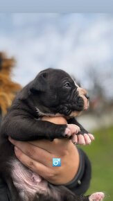 American Bully - 5