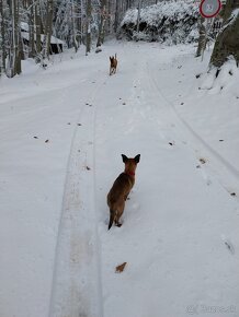 Belgický ovčiak malinois - 5