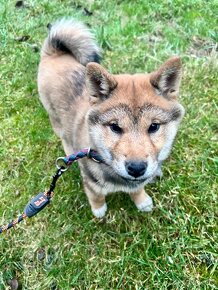 Shiba inu s FCI PP - 5