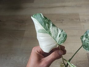 Monstera Albo Variegata - vrchol - 5