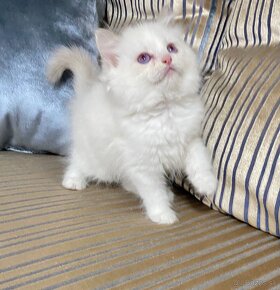 Ragdoll Lilac Bicolor kocúr - 5