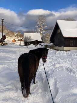 Pony kobylka - 5