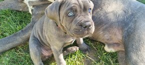 CANE CORSO - 5