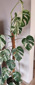 Monstera albo variegata - 5