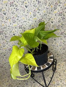 Epipremnum Golden Pothos - 5