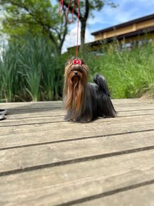 Yorkshire terrier, york s PP - 5