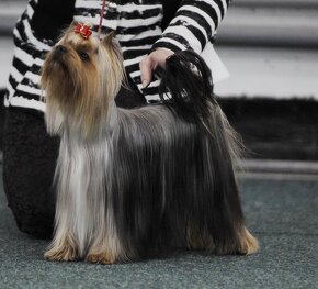 YORKSHIRE TERRIER s PP rodokmenom - 5