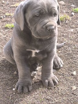 Cane Corso šteniatka - 5