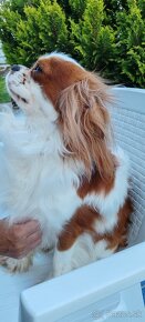 Cavalier  King - 5