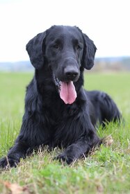 Flat Coated Retriever - chovný pes ke krytí - 5