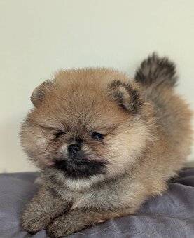 Pomeranian mini šable - 5