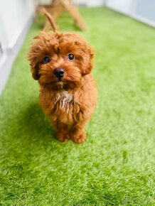 Cavapoo - 5